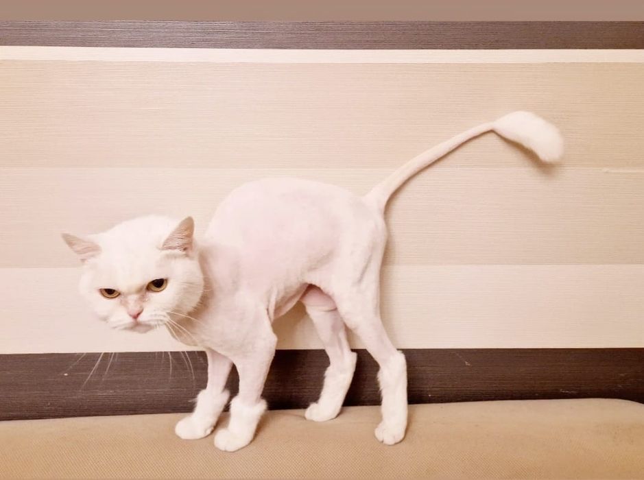 Отдам кошка британку 12 лет