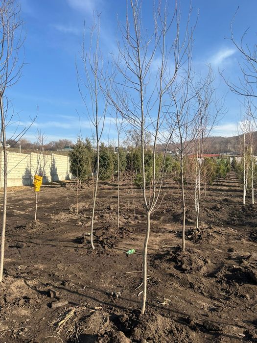 Черемуха красная 4,5метров