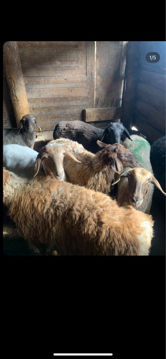 Кой тоқты сатылады