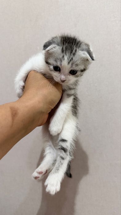 Продаются котята