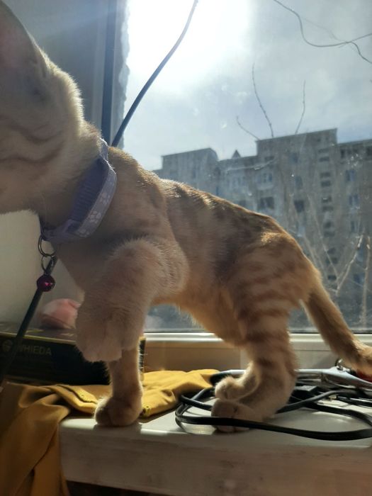 рыжая кошка(девочка)