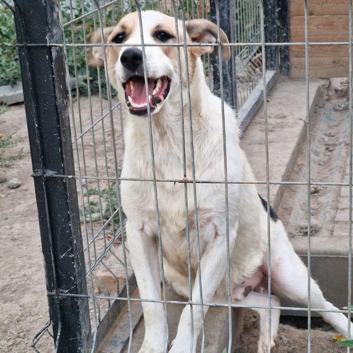 Собаки из приюта Хвостатый Рай