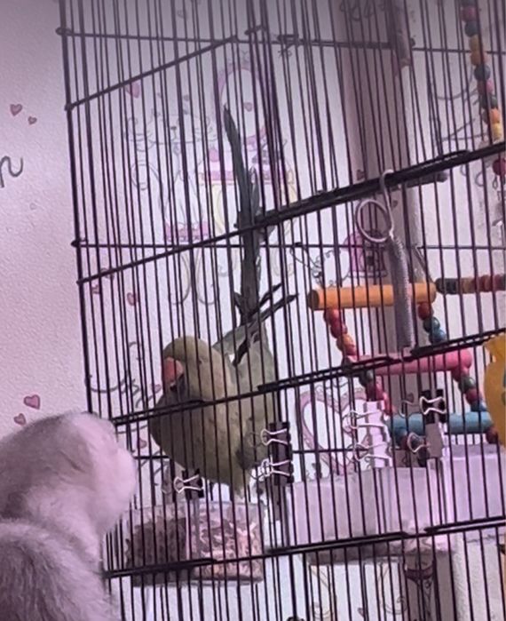 Продам попугая ожереловый самец