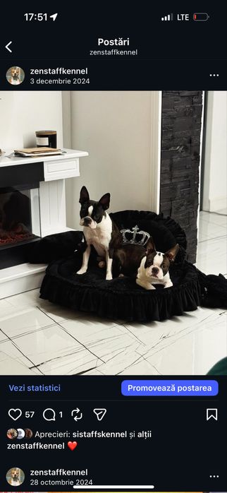 Boston Terrier Femela (Nu Bulldog francez )