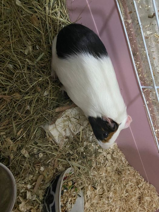 Морская свинка мальчик