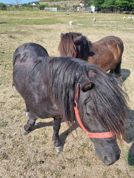 Vând ponei negru gipsy și poneiță gestantă..