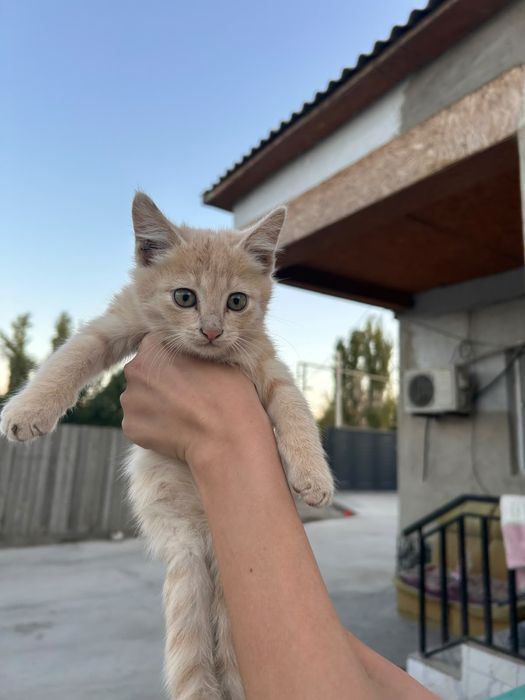 Котята Бесплатно