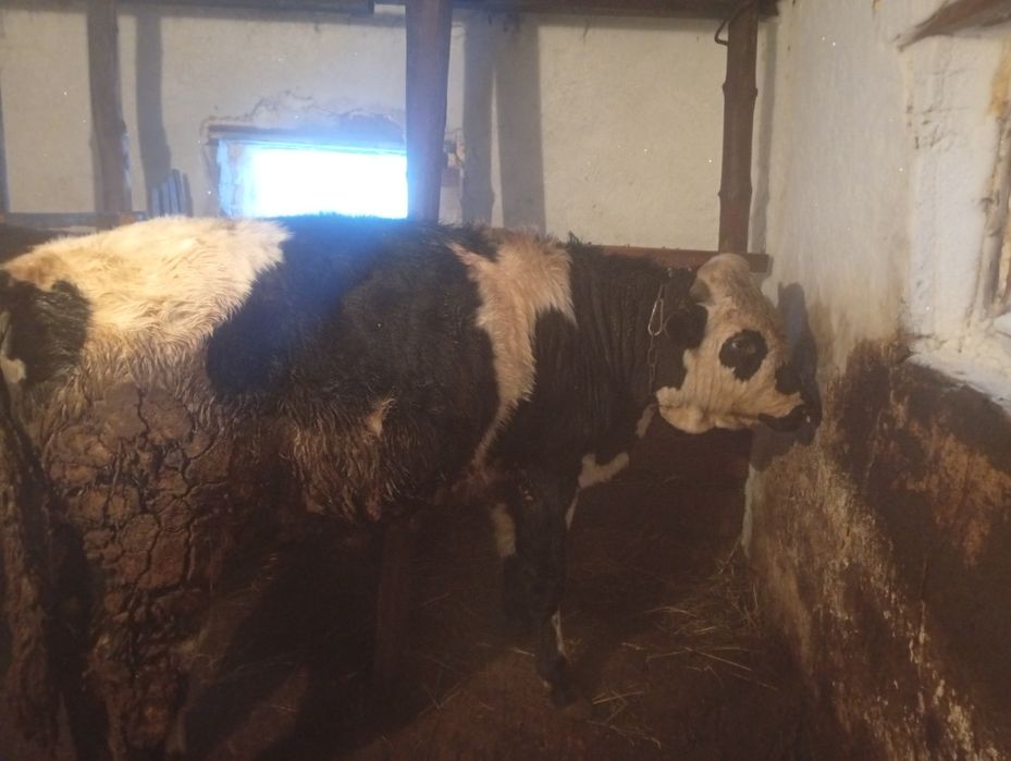 Продам три быка с откорма упитанныйе