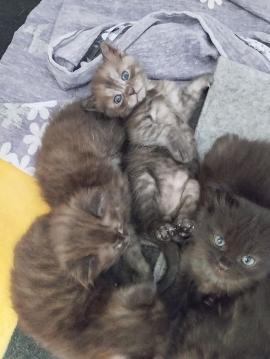 Котята бесплатно