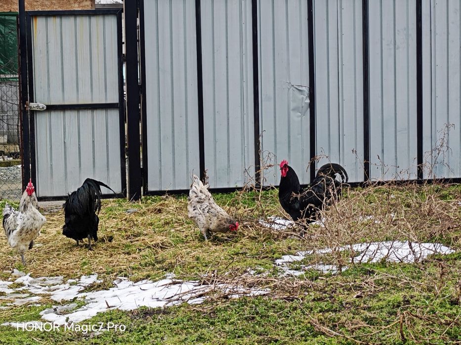 Pui de Gaina Austrolop