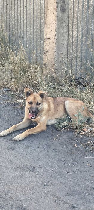 Отдам собаку бездомную
