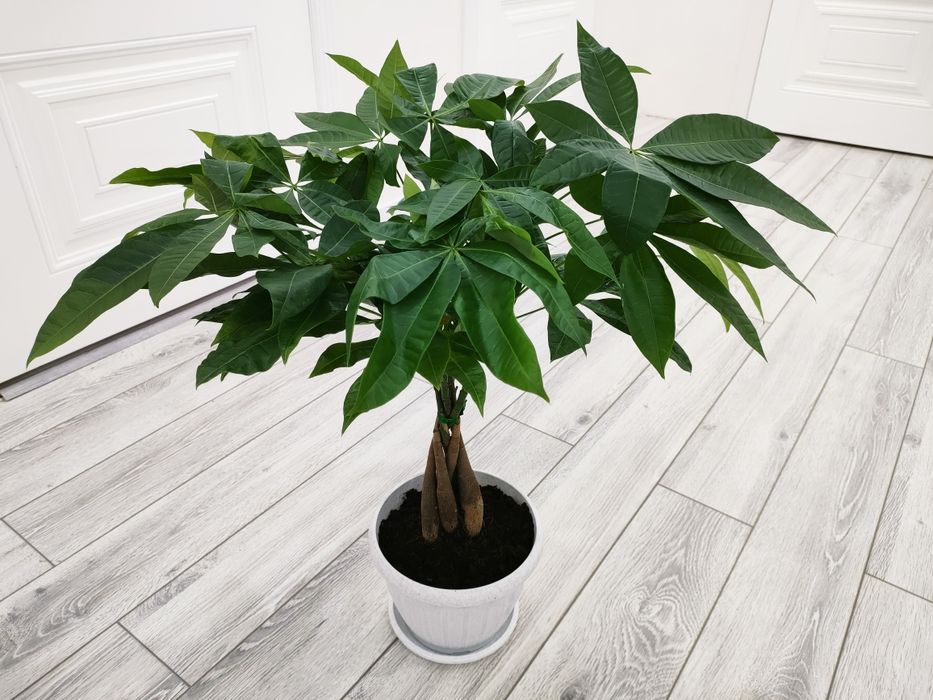 Комнатные цветы, доставка