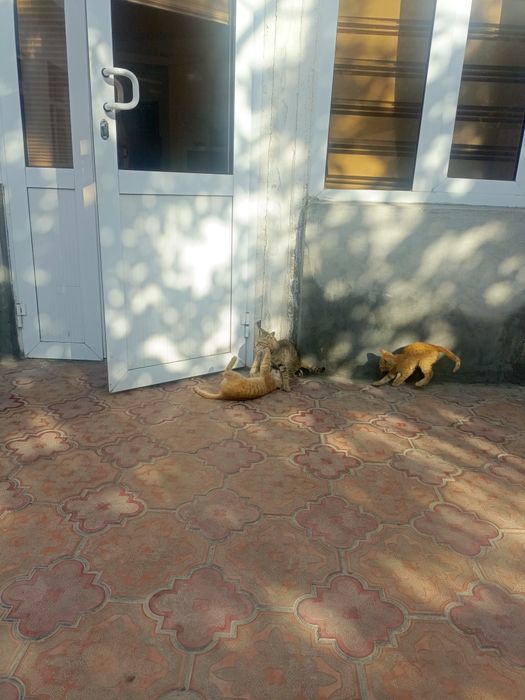 Отдадим котят в хорошие руки бесплатно