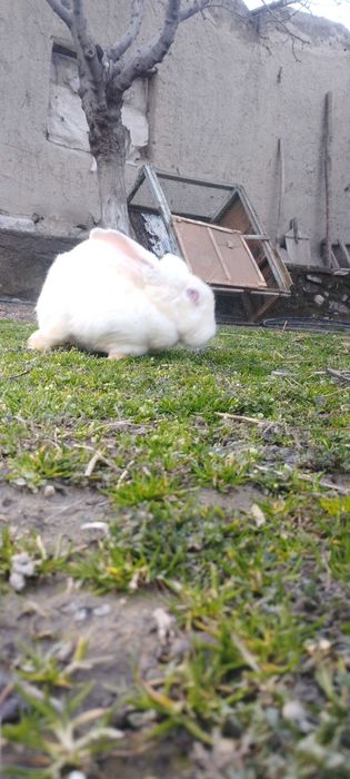 Hikol quyon sotiladi