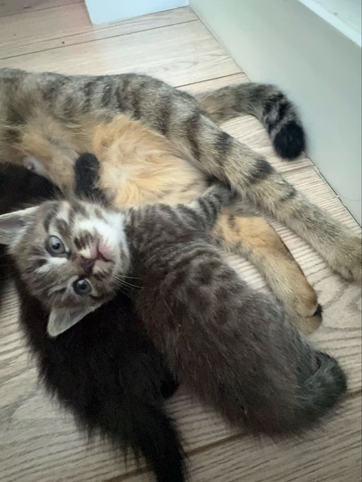 Породные котята Шымкент