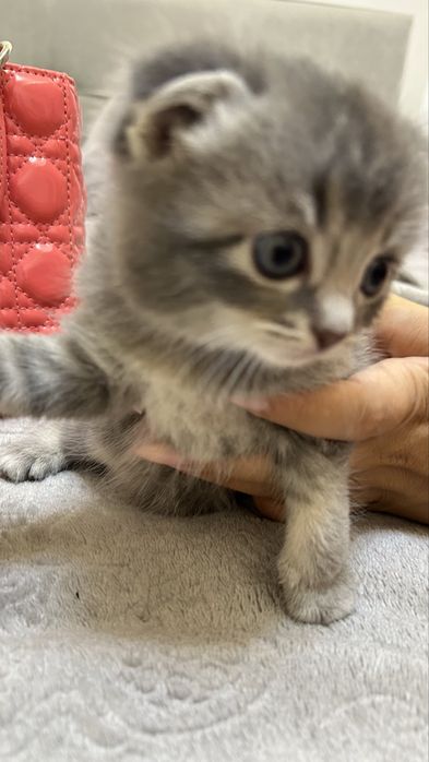 Котёнок вислоухая