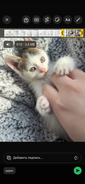 Продам котенка за