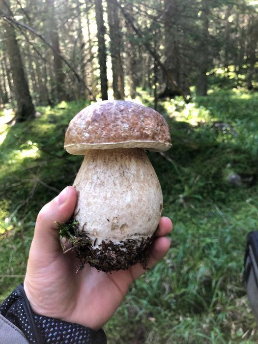 (Funghi Porcini)  Hribi - Pitoance - prăjite in ulei și suc propriu