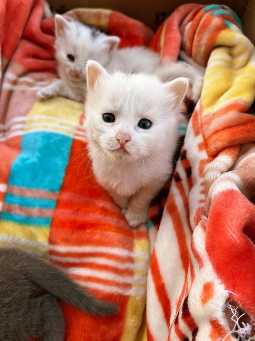 Продам котят в хорошие руки