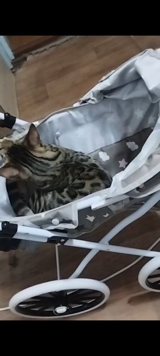 Кошечка бенгальская