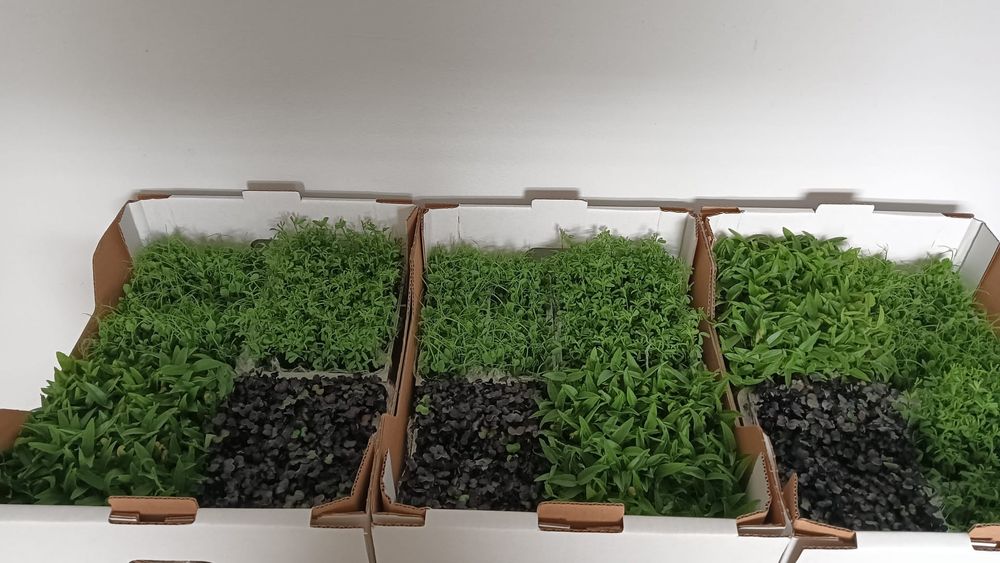 Vând microplante crescute bio