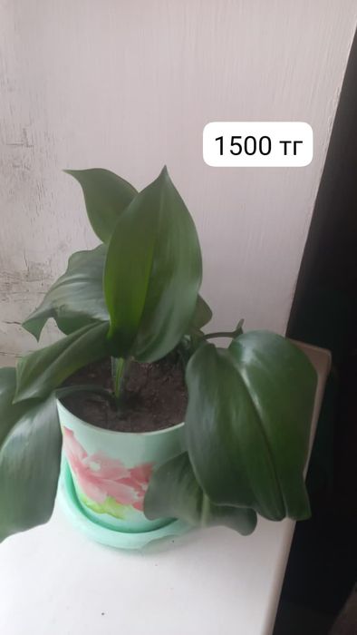 Продам комнатные цветы