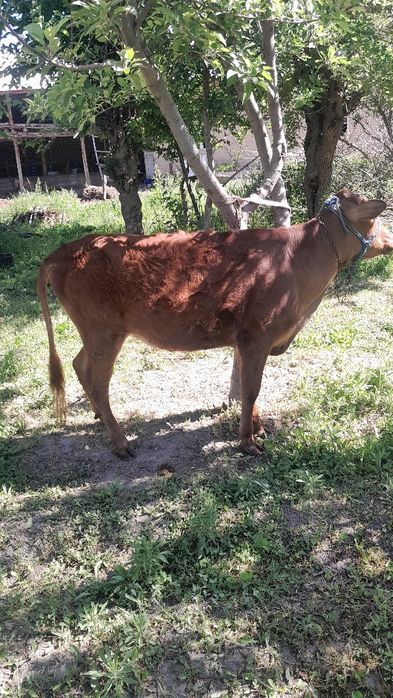 Gibrit gunojin sotladi eston paroda