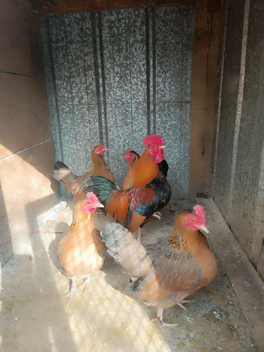 Продам карликовых кур