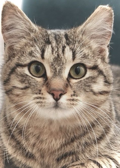 Малката Зина на 6 месеца търси дом, кастрирана