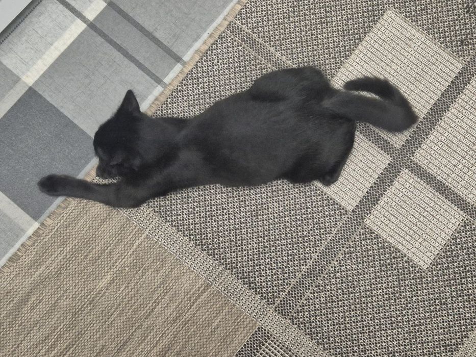 отдаем кота в добрые руки
