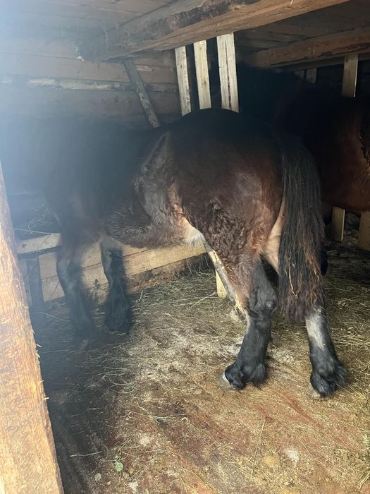 Vând mânză de 8 luni