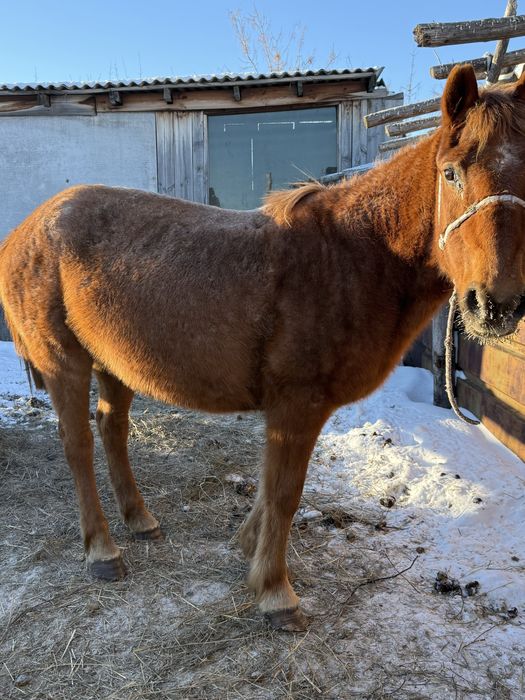 Продам Жеребую Кабылу