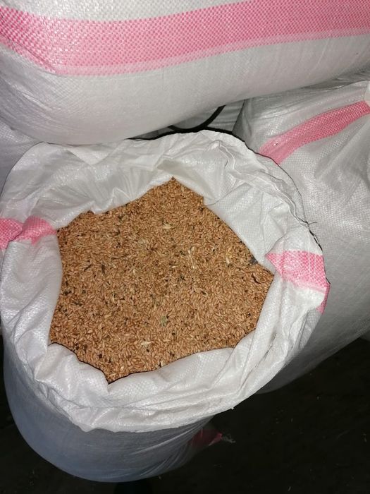 Продам пшеница мешками
