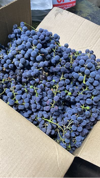 Продам домашний виноград