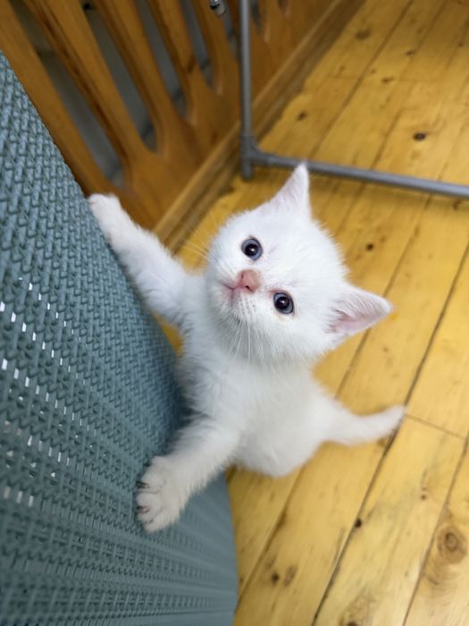 продаются скоттиш cтрайт и фолд чисто кровьный котята