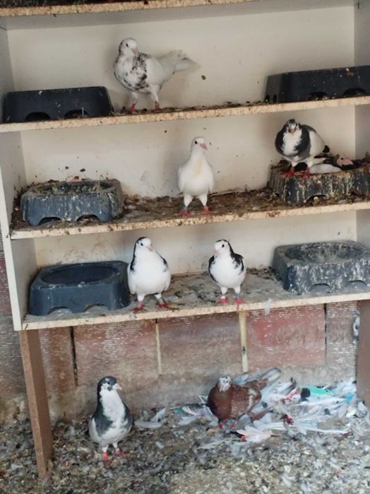 Гълъби Пазарджишки високолетачи Ловени чужди,