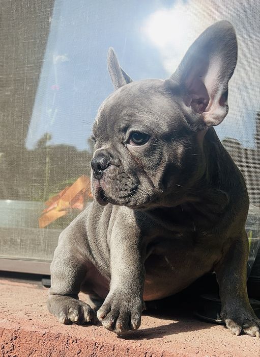 Bulldog francez blue