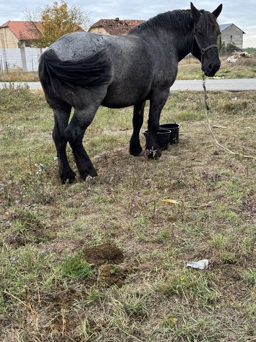 Manza de 3 ani de vanzare.