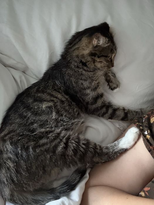 Кошечка без ушек смешная