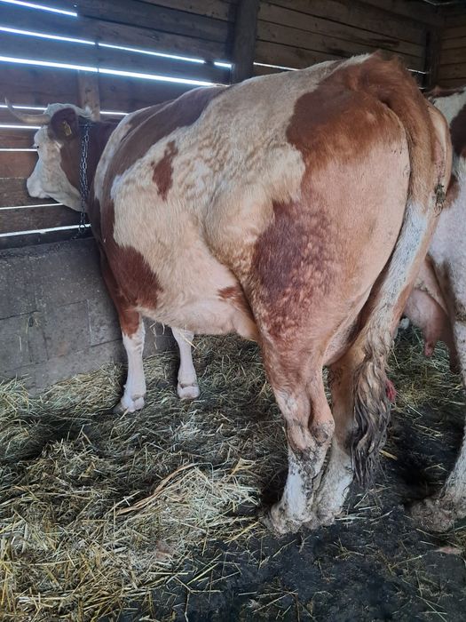 Vând 5 vaci  frumoase