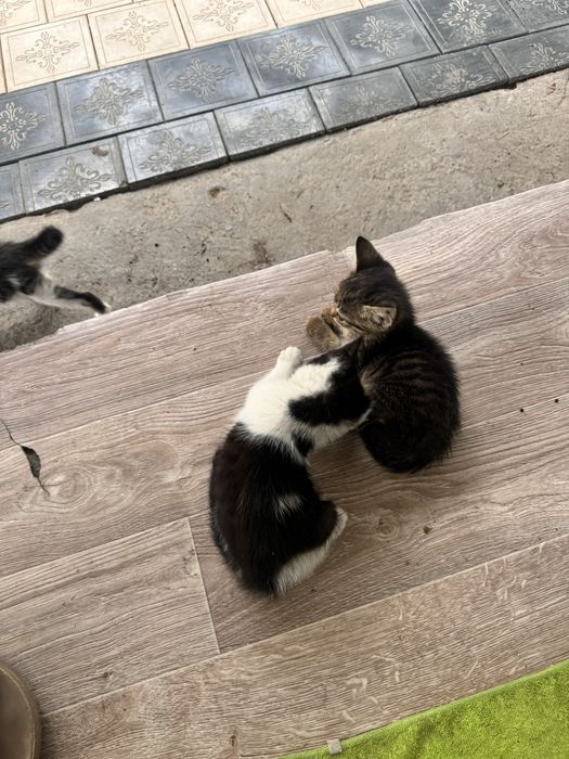 Отдам котят 4 штуки
