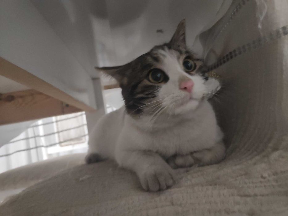 Ласковый кот ищет любящий дом!