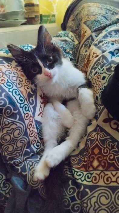 Отдам котят в хорошие руки