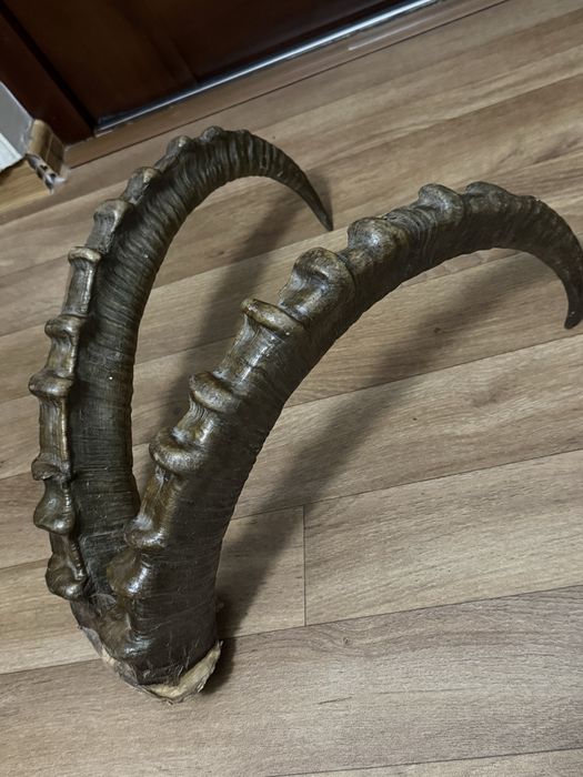 Рога горного Архара