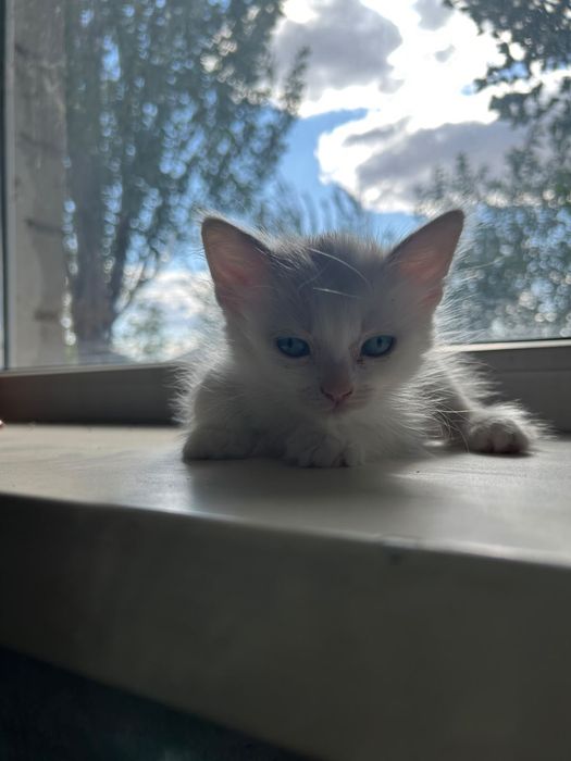 Отдам даром котят