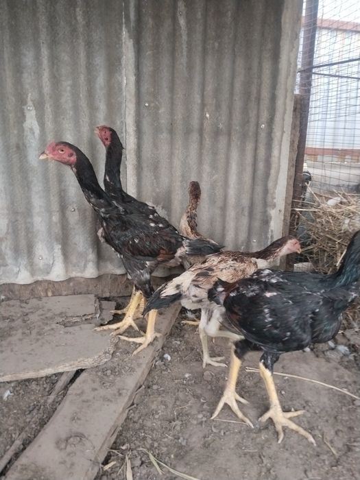 Дакан корис 4 айлык балапандар талгарда тур