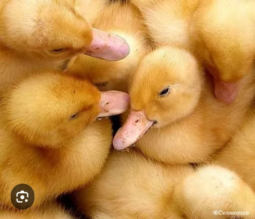 Утята муларды и ЧЕРРИ-ВЕЛЛИ