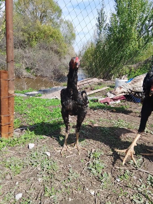 Дакан балапан 17 мын