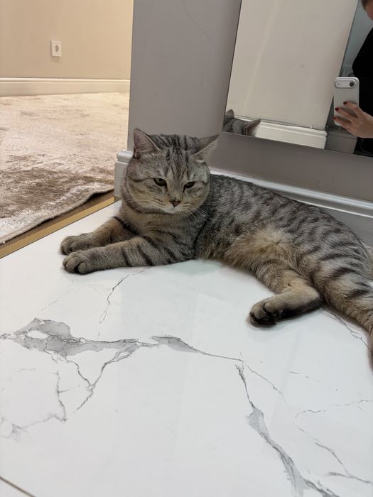 Отдас кота в хорошие руки  БЕСПЛАТНО