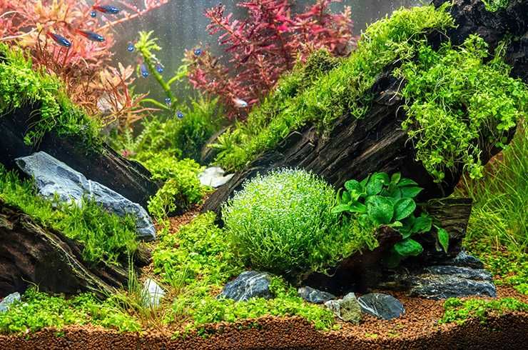 Аквариумный Мох ричия